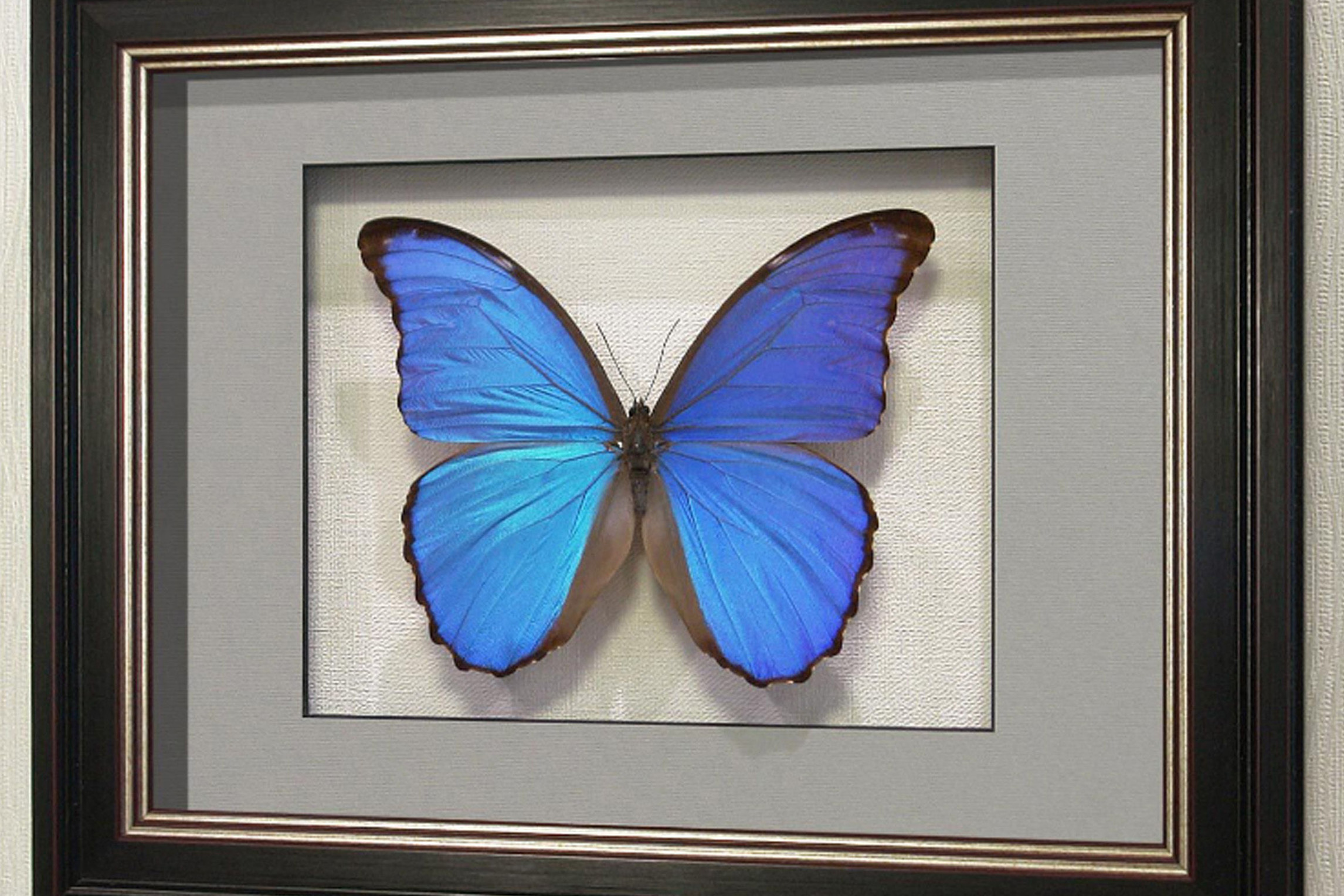 Картины с разным видом бабочек